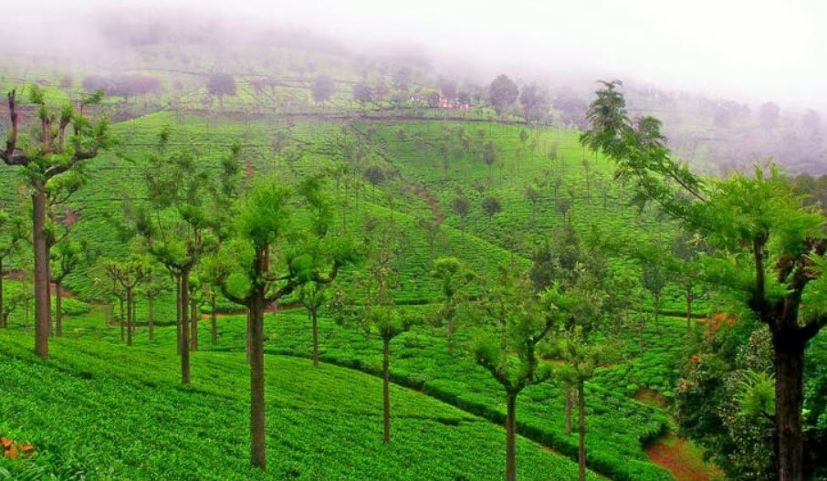 High Field Tea Estate